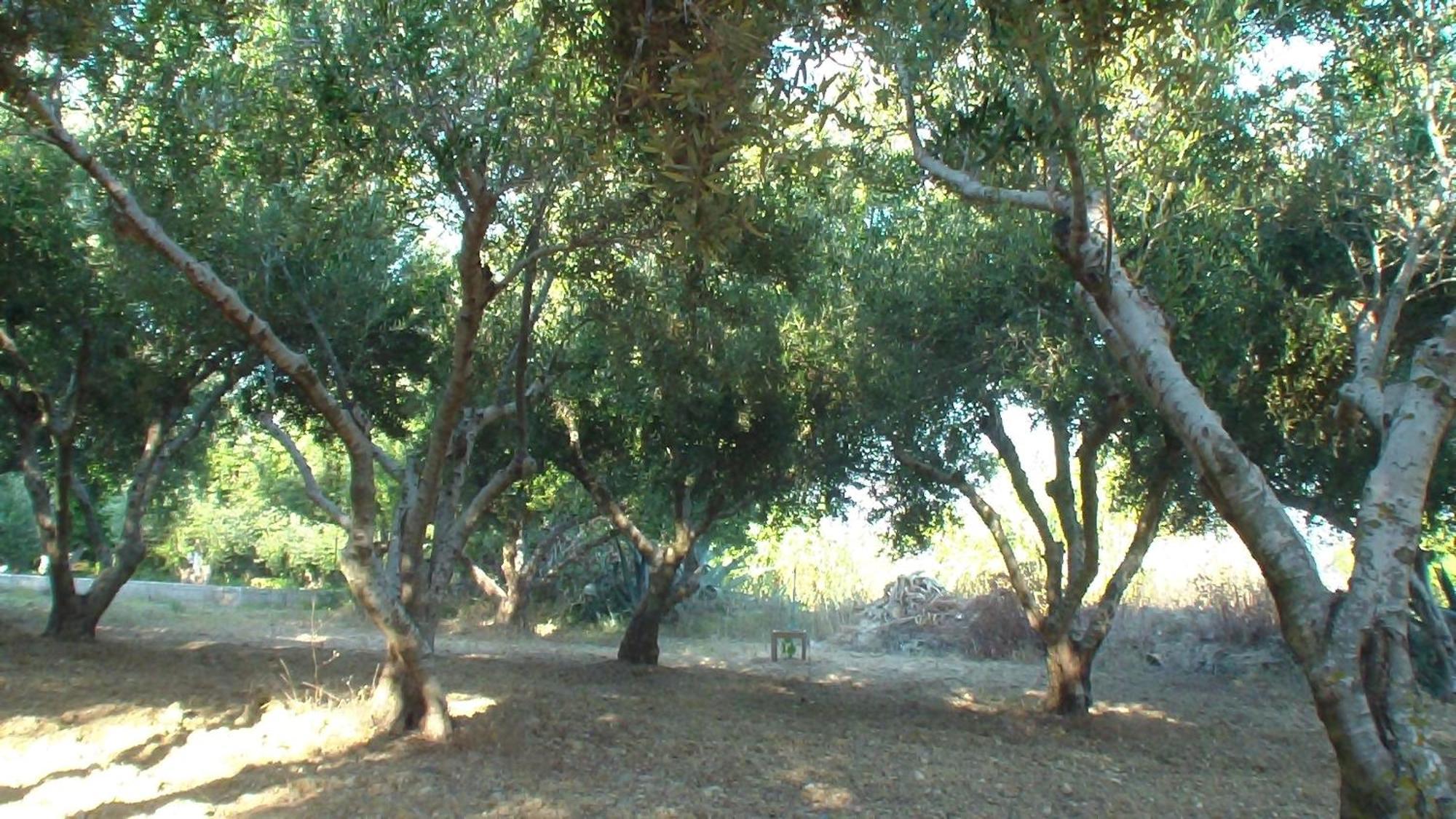 Creta Vassakis Studios Kefalos  Bagian luar foto